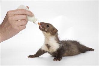Young Stone Marten (Martes foina) drinking milk from a bottle