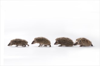 European hedgehog (Erinaceus europaeus)