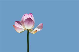 Lotus flower (Nelumbo sp.) against blue