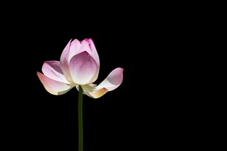 Lotus flower (Nelumbo sp.) against black