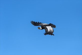 Andean Condor (Vultur gryphus) in flight
