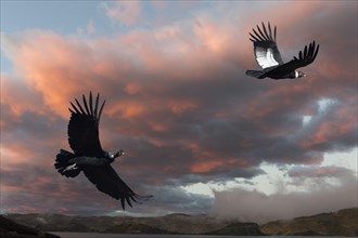 Andean Condors (Vultur gryphus) in flight