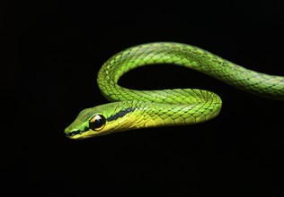 Cope's vine snake (Oxybelis brevirostris)