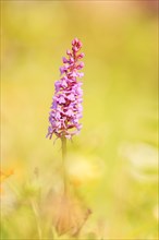 Fragrant orchid (Gymnadenia conopsea) in an Alpine meadow
