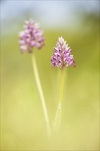 Military orchid (Orchis militaris) within dry grass