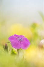 Alpine Pink (Dianthus alpinus) in an Alpine meadow