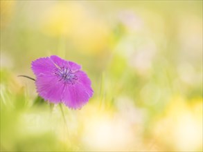 Alpine Pink (Dianthus alpinus) in an Alpine meadow