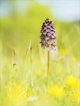 Lady orchid (Orchis purpurea) amongst dry grass