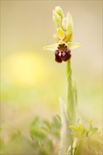 Early Spider-orchid (Ophrys sphegodes) amongst dry grass