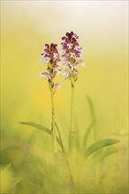 Burnt-tip orchid (Neotinea ustulata)