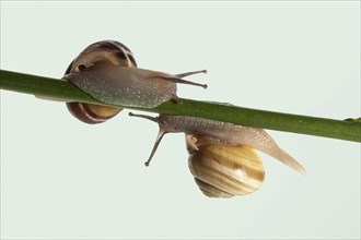Two banded snails (Cepaea sp.) meeting on stalk