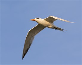 Royal Tern (Thalasseus maximus) flying
