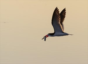 Black skimmer (Rynchops niger) hunting in the morning