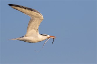 Royal Tern (Thalasseus maximus) flying with a prey fish