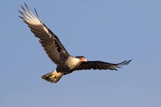 Northern Crested Caracara (Caracara cheriway) flying