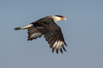 Northern Crested Caracara (Caracara cheriway) flying