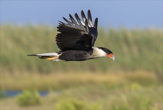 Northern Crested Caracara (Caracara cheriway) flying over tidal marsh