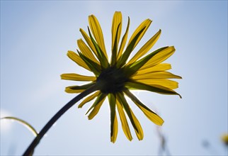 Meadow Salsify (Tragopogon pratensis) flower