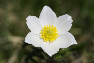 Alpine pasqueflower (Pulsatilla alpina)
