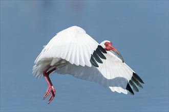White Ibis (Eudocimus albus) in flight