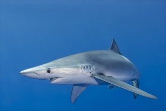 Blue shark (Prionace glauca) and small cleaner fish