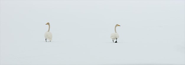 Whooper Swans (Cygnus cygnus) in the snow