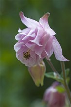 Flower of a European Columbine (Aquilegia vulgaris)