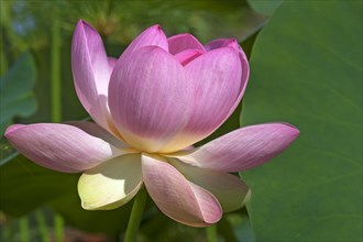 Indian lotus