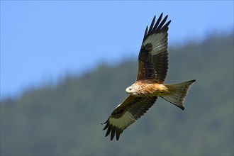 Red Kite (Milvus milvus)