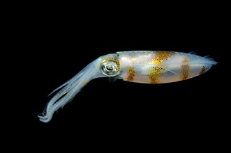 Bigfin reef squid (Sepioteuthis lessoniana)