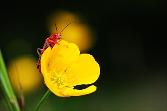 Solider beetle or leatherwing (Cantharidae) sitting on buttercup (Ranunculus)