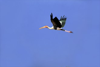Painted stork (Mycteria leucocephala)
