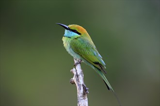 Green bee-eater (Merops orientalis ceylonicus)