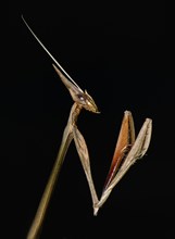 Idolomorpha madagascariensis Mantis
