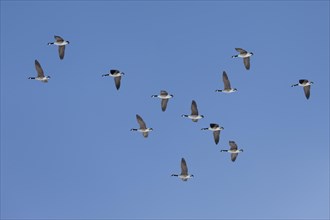 Canada geese (Branta canadensis) in flight