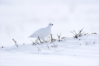 Willow Ptarmigan (Lagopus lagopus) in white plumage in the frozen