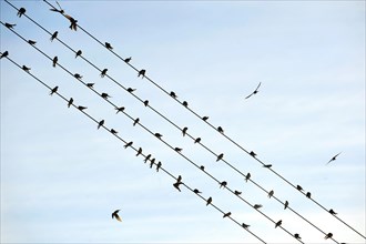 Flock of barn swallows (Hirundo rustica)