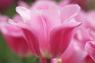 Blooming pink tulips