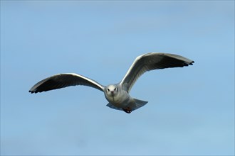 Black-headed Gull (Chroicocephalus ridibundus) in flight
