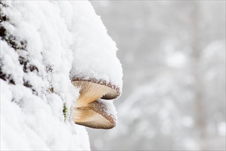 Oyster mushroom (Pleurotus ostreatus) covered in snow