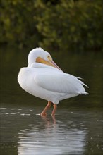 American White Pelican (Pelecanus erythrorhynchos) standing in water
