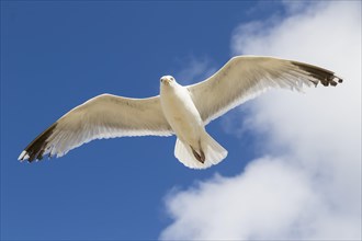 European herring gull (Larus argentatus)