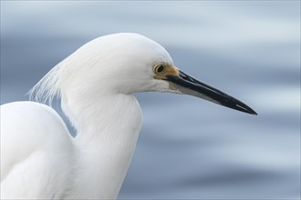 Snowy egret (egretta thula)