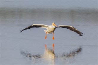 American white pelican (Pelecanus erythrorhynchos) in flight over water