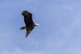 Bald eagle (Haliaeetus leucocephalus) flying