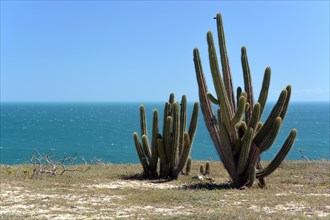 Echinopsis cactus (Echinopsis sp.) on the beach