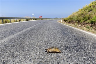 Spur-thighed tortoise (Testudo graeca) on road