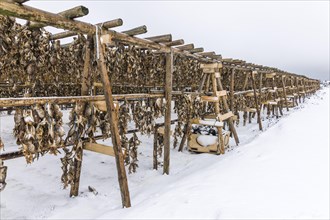 Racks with dried cod near Hafnarfjordur