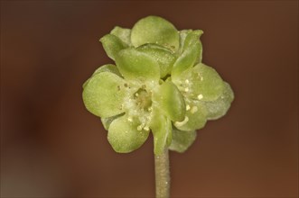 Moschatel (Adoxa moschatellina)