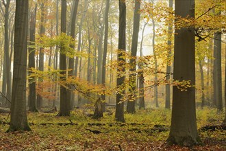 Beech forest (Fagus sylvatica) in autumn fog